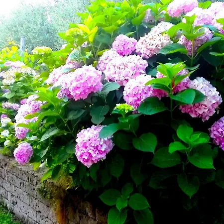 Dell'uva Apartman Bardolino